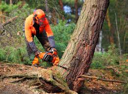  Cologne, MN Tree Removal and Landscaping Services Pros